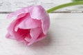 Pink tulip over wooden table