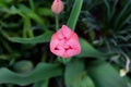 Pink tulip overhead view closeup