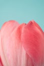 Pink tulip petals close up with pastel blue background above. Royalty Free Stock Photo