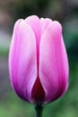 Pink tulip. photo