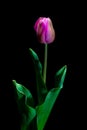 Pink Tulip portrait under a dim light on black background frami