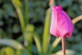 Pink tulip with rain drops in the evening Royalty Free Stock Photo