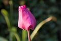 Pink tulip with rain drops in the evening Royalty Free Stock Photo