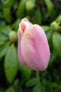 Pink Tulip in the Rain Royalty Free Stock Photo