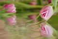 Pink tulip with reflection against defocused background Royalty Free Stock Photo