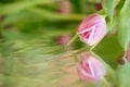 Pink tulip on with reflection on a green water surface Royalty Free Stock Photo