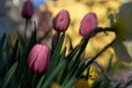 Pink tulip in shadow close up Royalty Free Stock Photo