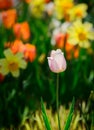 Pink Tulip in a Spring Garden