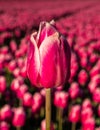 Pink tulip stand out in field