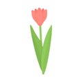 Pink tulip stem with leaf isolated on white background. Vector spring flower illustration for greeting cards Royalty Free Stock Photo