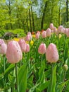 Pink tulip in the sun in the raindrops on the flower bed.The festival of tulips on Elagin Island in St. Petersburg Royalty Free Stock Photo