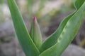 Pink Tipped Tulip Flower Bud Royalty Free Stock Photo