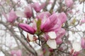 Pink Tulip Tree in bloom with soft blurred background Royalty Free Stock Photo