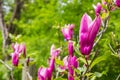 Pink tulip tree blooms on Margaret Island in Budapest. Hungary Royalty Free Stock Photo