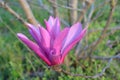 Pink Tulip Tree Royalty Free Stock Photo