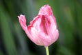 Pink Tulip Tulipa Garden Planting Many Stock Photo