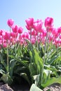 Pink tulip type "pink jumbo" in a row from low perspective in su