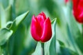 A pink tulip under the sun
