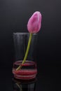 Pink tulip in vase Royalty Free Stock Photo
