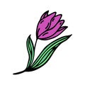 Pink tulip vector icon. Hand drawn illustration isolated on white. Garden spring flower with elegant petals, veiny green Royalty Free Stock Photo