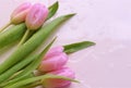 Pink tulip with water drops on bright background Royalty Free Stock Photo