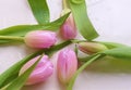 Pink tulip with water drops on bright background Royalty Free Stock Photo