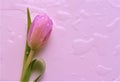 Pink tulip with water drops bright background Royalty Free Stock Photo