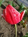 Pink tulip with water drops close up Royalty Free Stock Photo