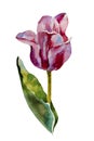 Pink tulip watercolor original painting on white background Royalty Free Stock Photo