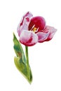 Pink tulip watercolor original painting on white background Royalty Free Stock Photo