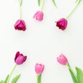 Pink tulip on white background. Flat lay, top view.