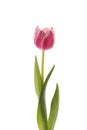 Pink tulip on a white background Royalty Free Stock Photo