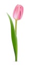 Pink tulip on white background. Realistic spring colorful flower vector illustration. Floral decorative plant with Royalty Free Stock Photo