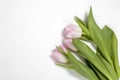 Pink tulip on white background for special ocasion