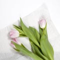 Pink tulip on white background for special ocasion