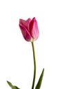 Pink flower on a white background