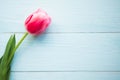 Pink tulip on wooden background. Flat lay, top view, copy space. Royalty Free Stock Photo