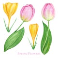 Pink tulip Yellow Crocus set, hand drawn watercolor botanical illustration. Beautiful spring flower. Floral element Royalty Free Stock Photo