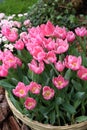 Pink Tulipa Gesneriana in Garden