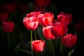 Pink Tulipas