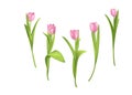 Pink tulips