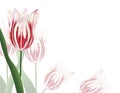 Pink Tulips Royalty Free Stock Photo