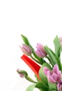 Pink Tulips Royalty Free Stock Photo