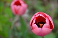 Pink Tulip buds start to unfold