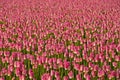 Pink Tulips