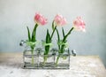 Pink Tulips Royalty Free Stock Photo