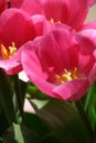 Pink tulips