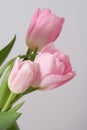 Pink tulips Royalty Free Stock Photo