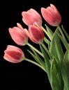 Pink tulips