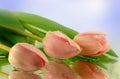 Pink tulips Royalty Free Stock Photo